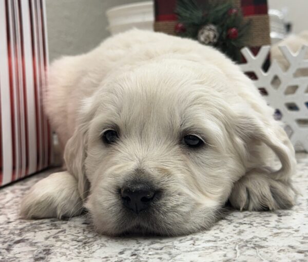 White puppies near me, White pups for sale