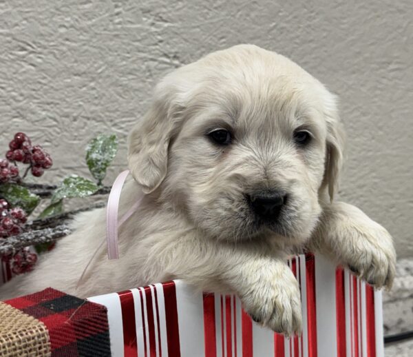 golden retriever puppies for sale, Puppies near me