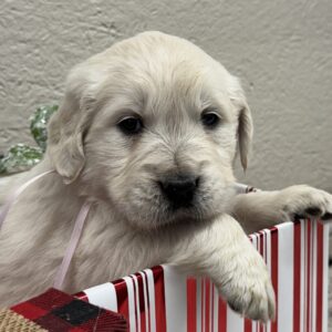 White puppies near me, AKC golden retriever