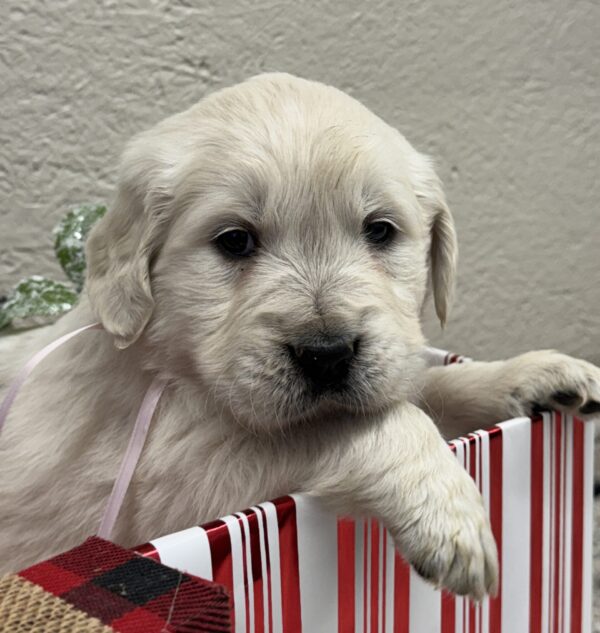 White puppies near me, AKC golden retriever