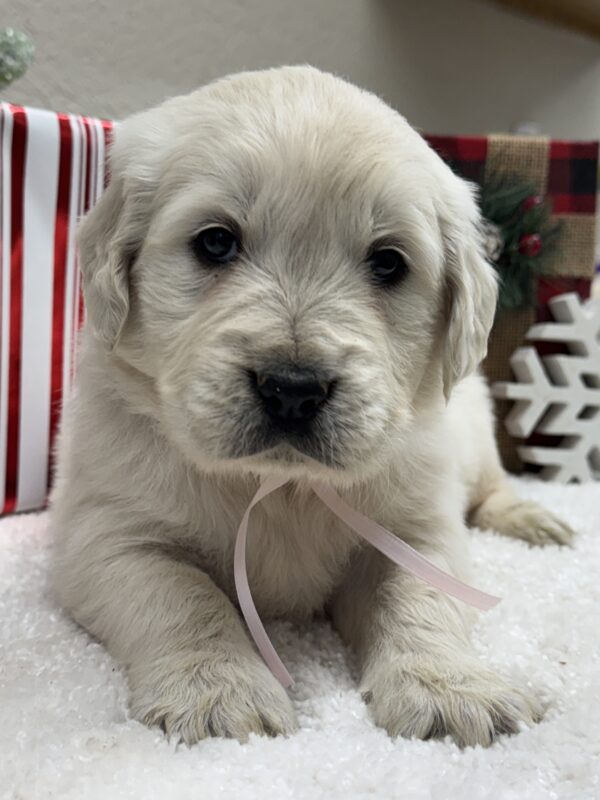 White puppies, AKC Creams