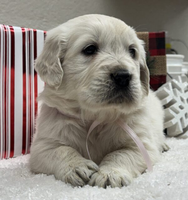 Goldens for sale near me, English Creams