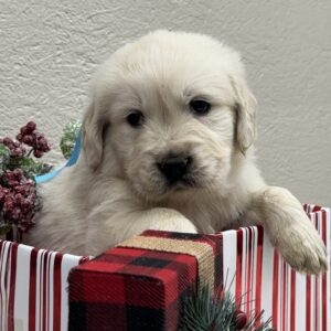 English Cream Goldens, cream puppies near me