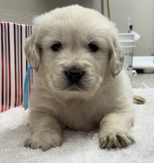 White puppies near me, Puppies for sale in MD