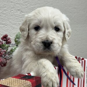 AKC registered Golden Retriever, English Cream puppies