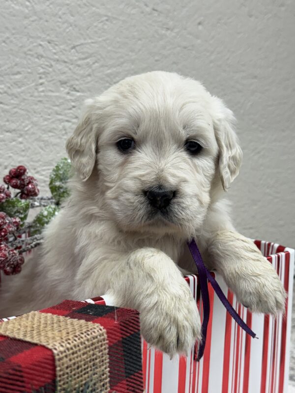 AKC registered Golden Retriever, English Cream puppies