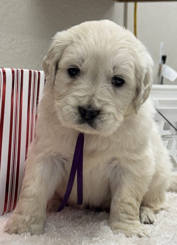 AKC Traditional Goldens, AKC puppies near me