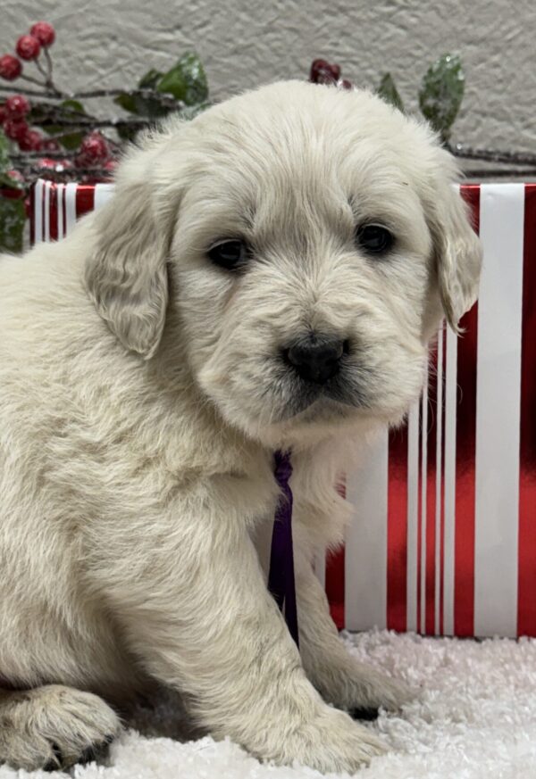 8 week old puppies near me, Puppies ready for homes