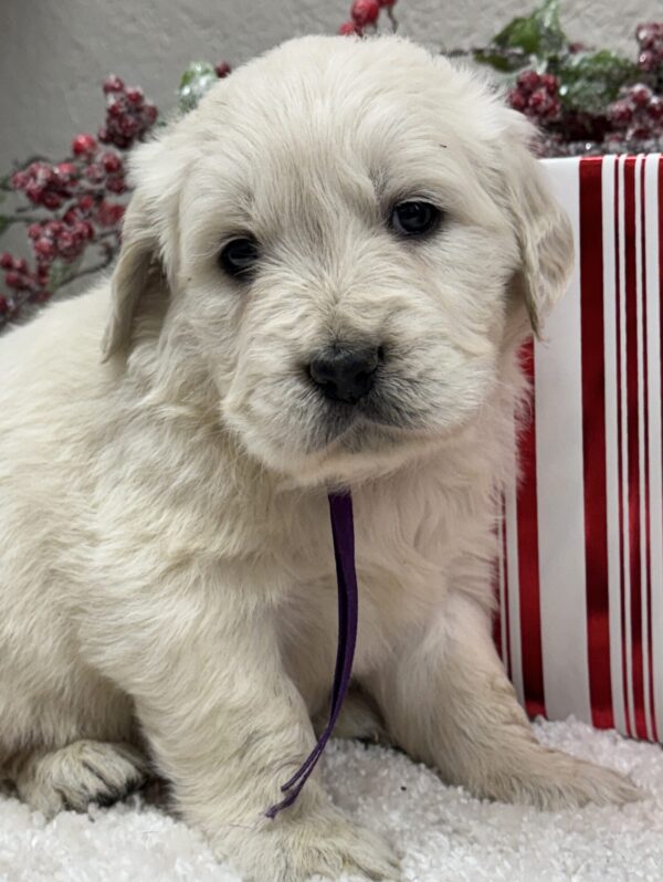 White puppies for sale, Red puppies for sale