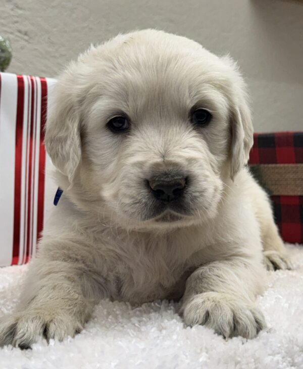 Golden Retriever pups, Retrievers for Christmas/New Years