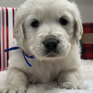 English Cream Goldens, goldens for sale