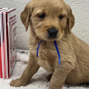 Traditional goldens, dark & light goldens