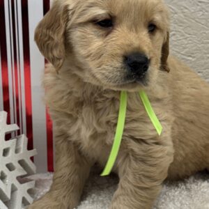 English Cream golden retriever puppies, Puppies in Garrett County