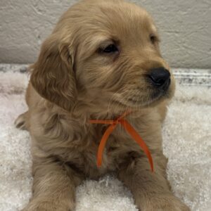 Pure-bread red goldens, standard goldens