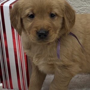 Puppies near me, Dark goldens