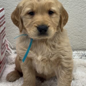 Puppies near me, white golden retriever puppies