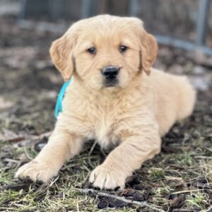 Puppies near me, white golden retriever puppies