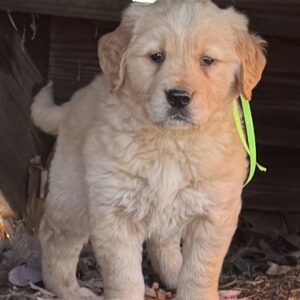 English Cream golden retriever puppies, Puppies in Garrett County