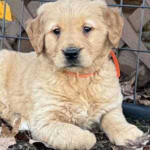 Pure-bread red goldens, standard goldens