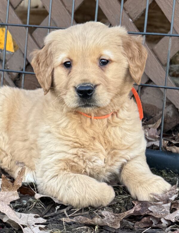 Pure-bread red goldens, standard goldens
