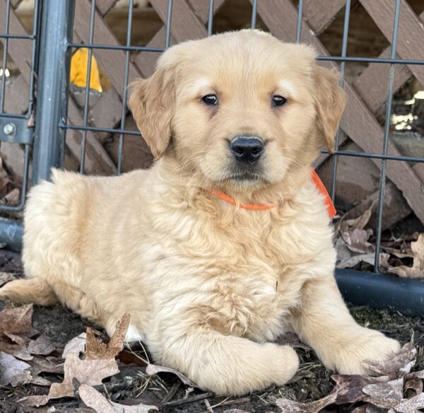 Red and White goldens