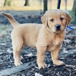 Traditional goldens, Dark & Light goldens