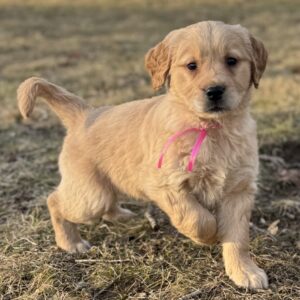 Red goldens in MD, AKC registered puppies