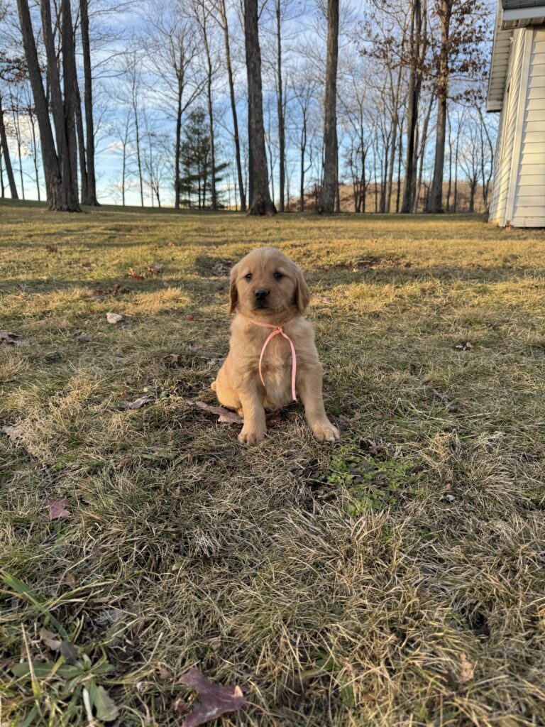 Purebread English Creams, New Years puppies