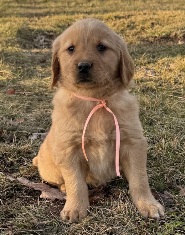 Purebread English Creams, New Years puppies