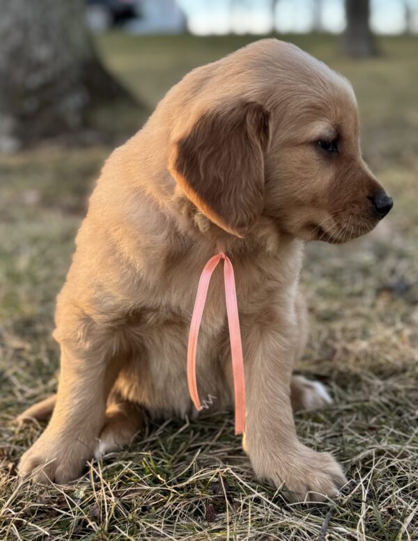 Puppies in Garrett County