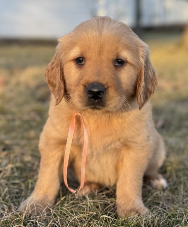 Puppies near the Wisp