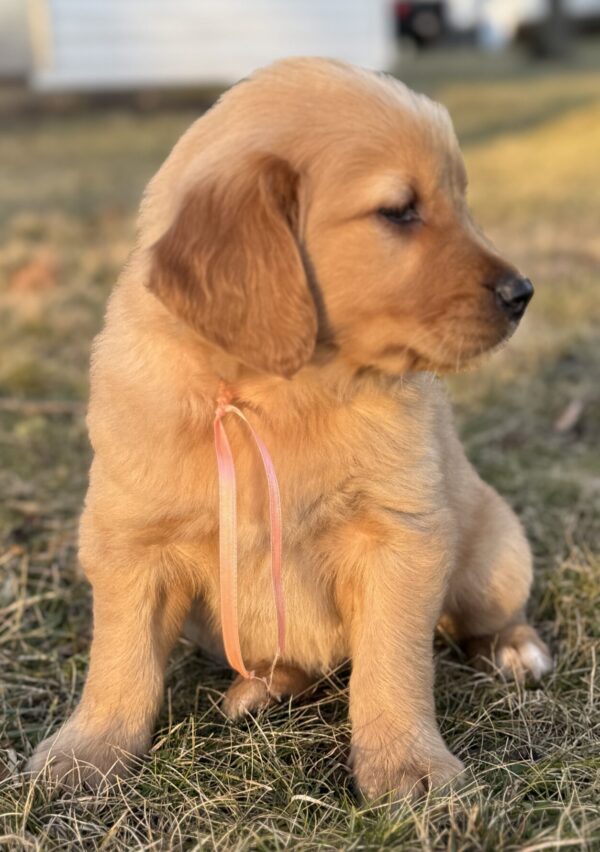 Traditional goldens for sale near me