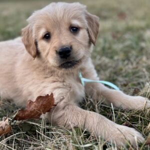 White puppies, Red puppies