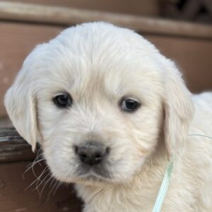 Retriever puppies near me, puppies for sale