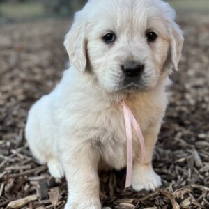 White puppies near me, AKC golden retrievers