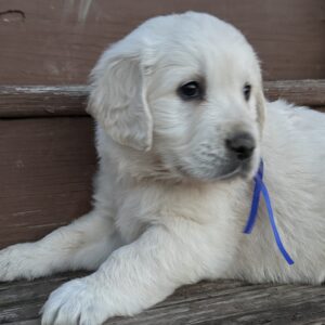 English Cream Goldens, goldens for sale