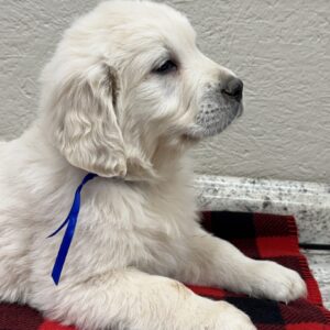 English Cream Goldens, Goldens for sale