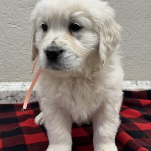 White puppies near me, White pups for sale