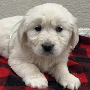 Retriever puppies near me, puppies for sale