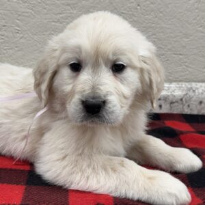 White puppies near me, AKC golden retrievers