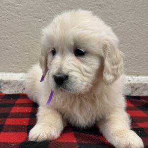 AKC registered Golden Retriever, English Cream puppies