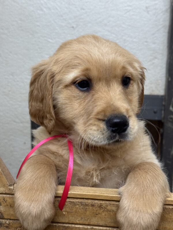 Puppies for sale