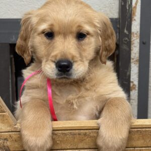Puppies Near me, Puppies for sale