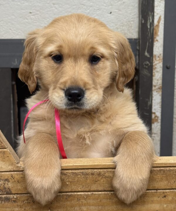 Puppies Near me, Puppies for sale