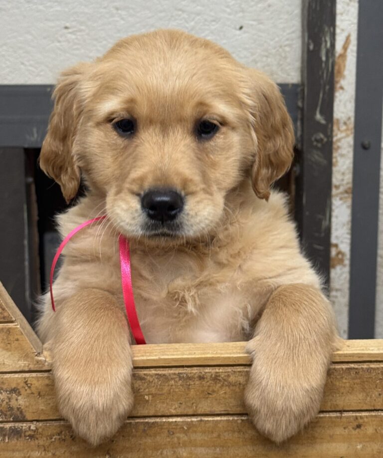 Puppies Near me, Puppies for sale
