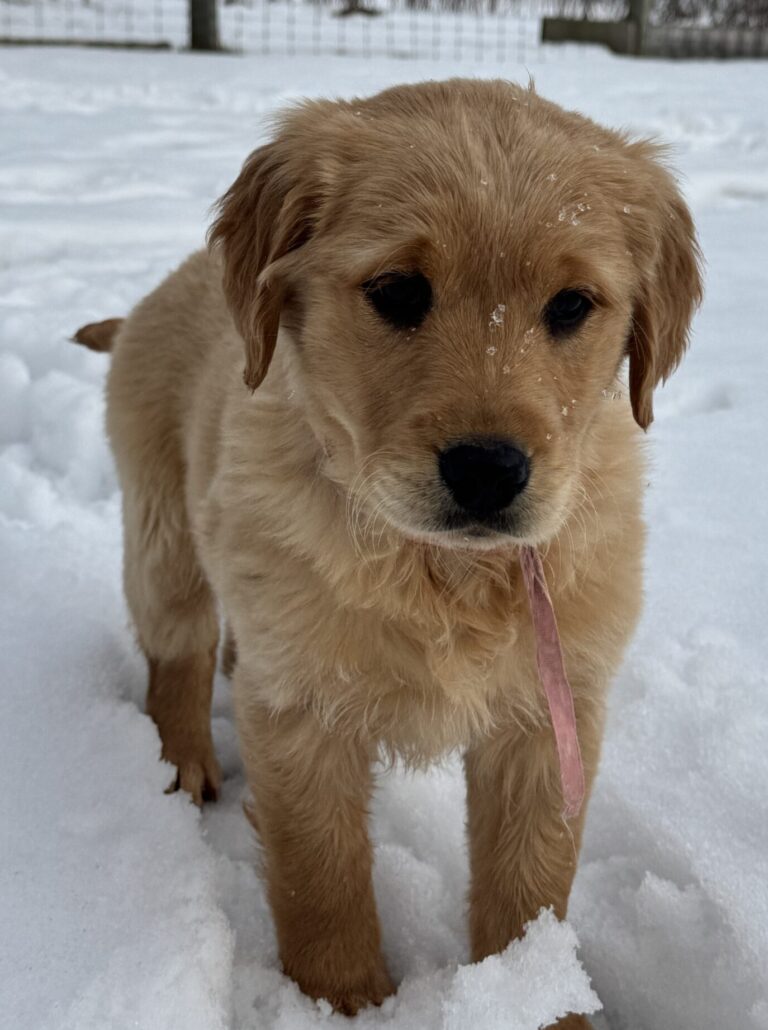 Red Goldens in MD, AKC Registered Puppies