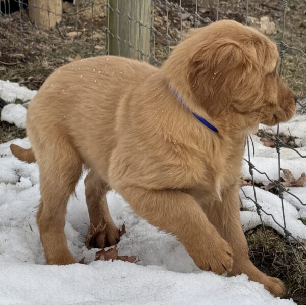 Pups for sale in Maryland