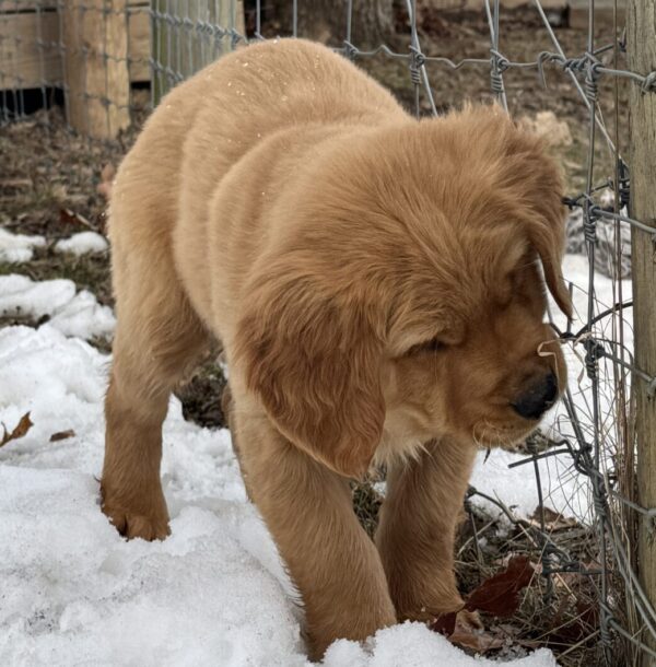 Puppies in Garrett County