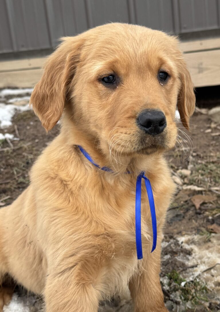 Traditional Goldens, Dark & Light Goldens