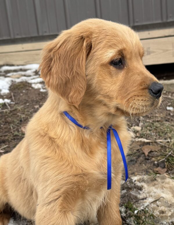 Goldens For Sale